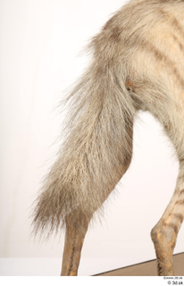 Striped Hyena Hyaena hyaena tail 0005.jpg